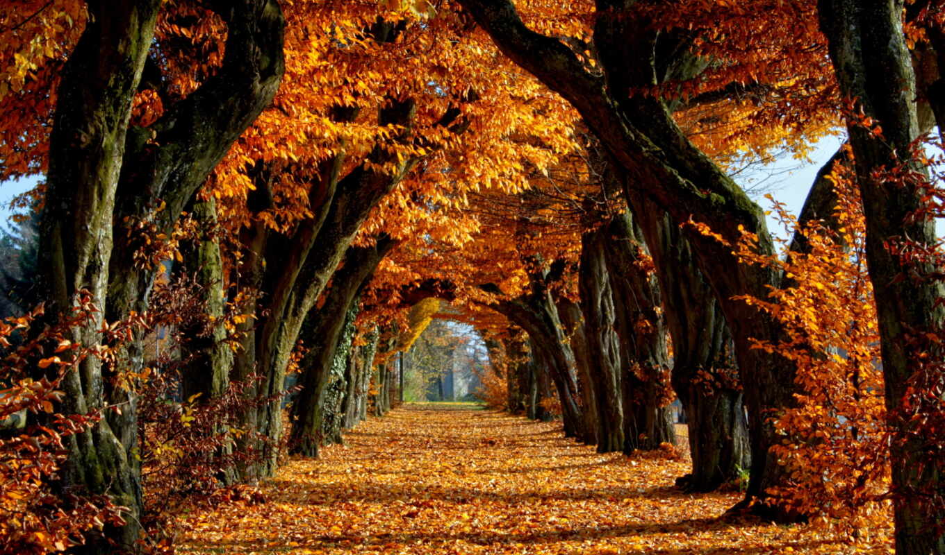 дорога, года, осень, осенние, деревьев, аллея, осеннем, парке, liveinternet, тихая