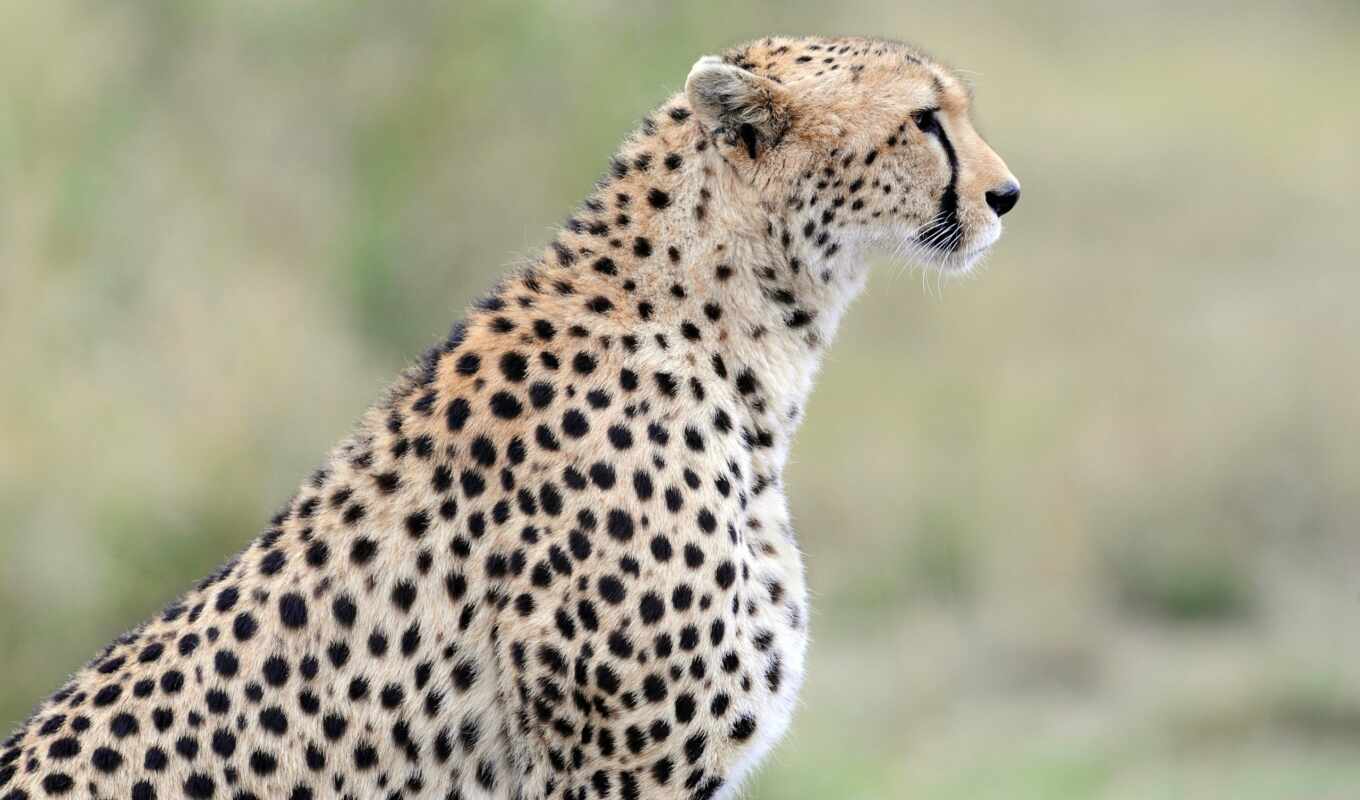 profile, cat, predator, muzzle, cheetah, poster, wild, zhivotnye, gepard