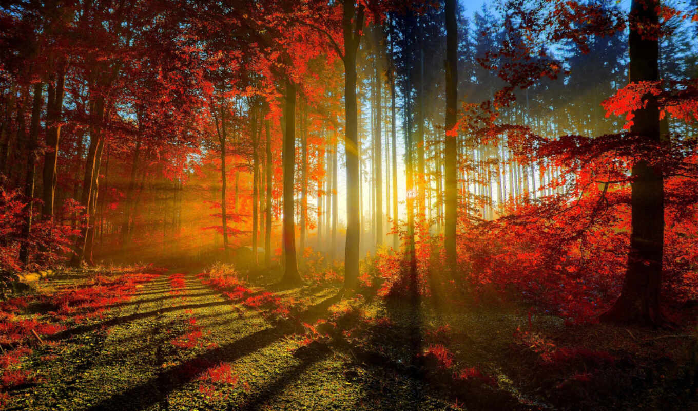 sun, sunset, beautiful, sunrise, forest, road, autumn, forest, beautiful, trees, rays