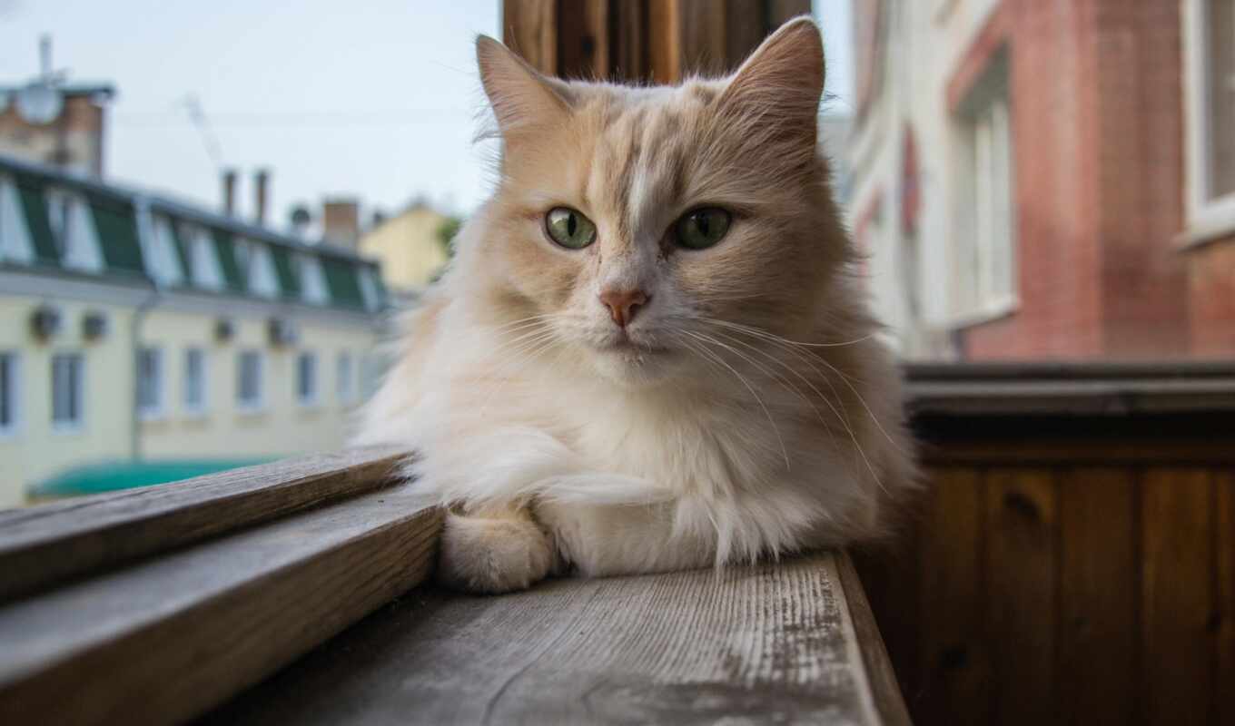 дома, окно, сидит, кот, кошки, подоконнике, балкона