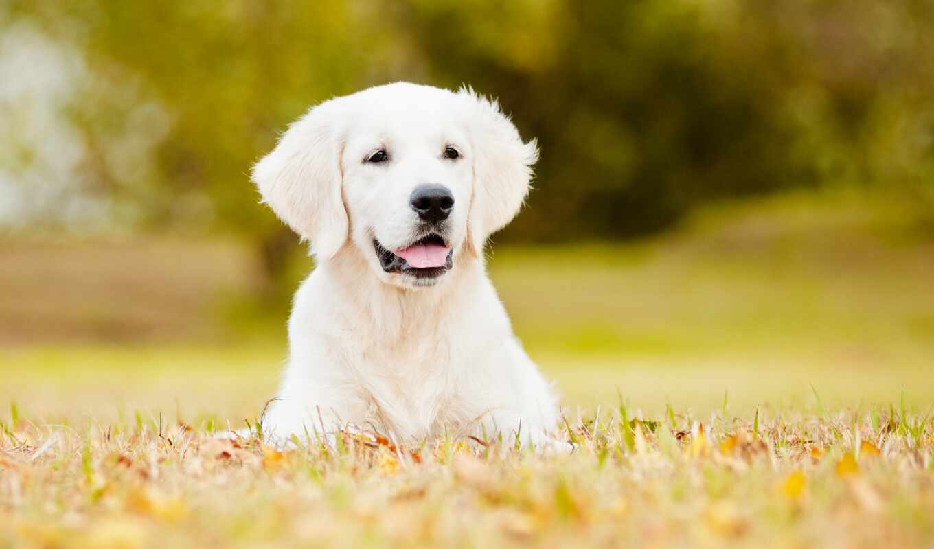 good, white, dog, add, autumn, beautiful, lawn, patrol, narrow, stoloboi