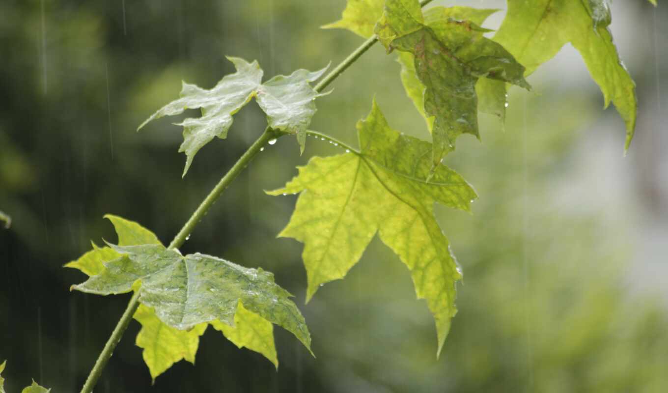 природа, лист, дождь, зелёный, ace, res, листва, maple, leaf