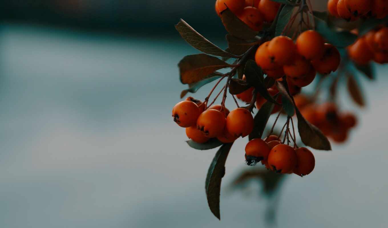 осень, branch, ягода, рябина