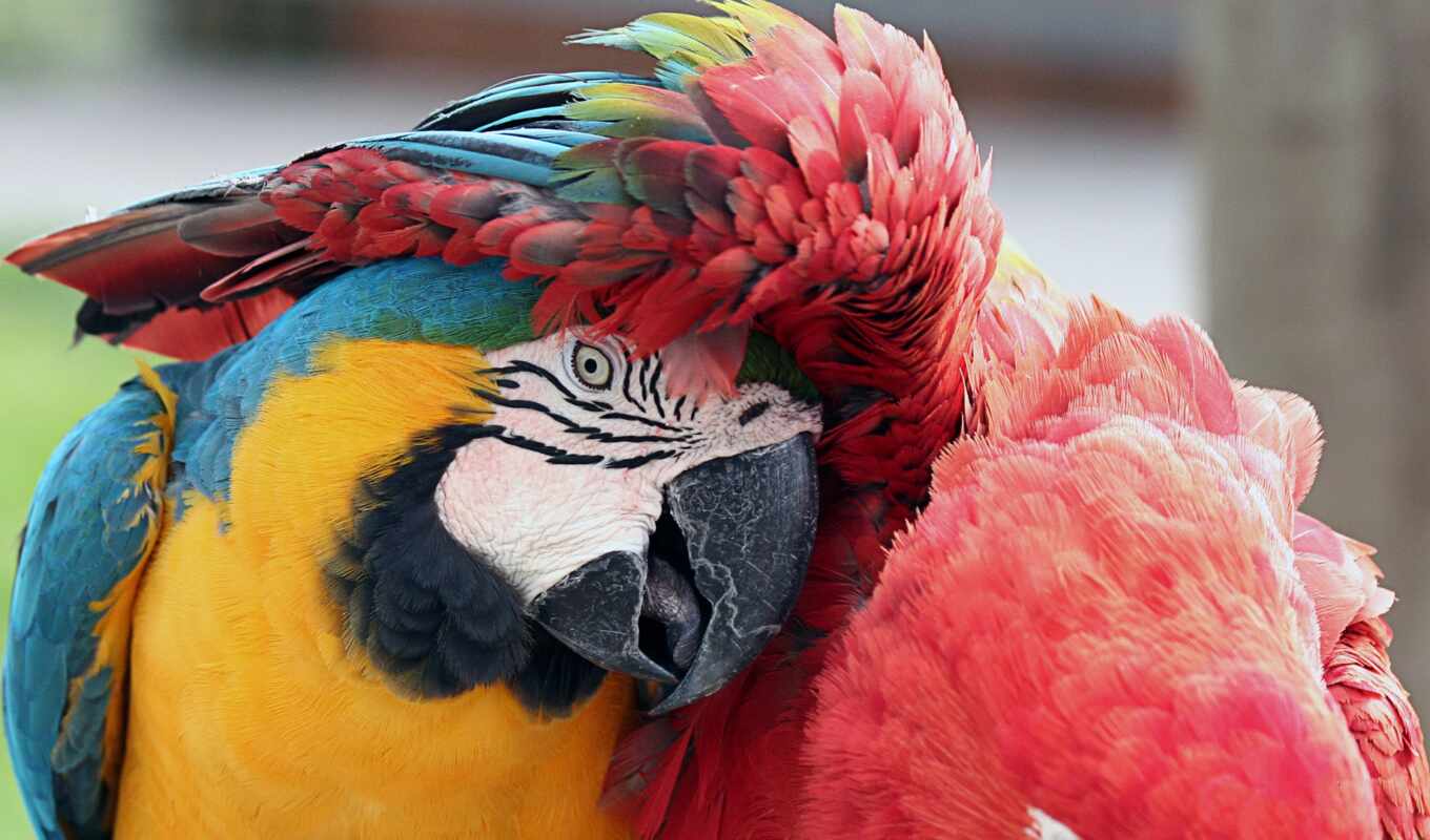 птица, попугай, друг, macaw