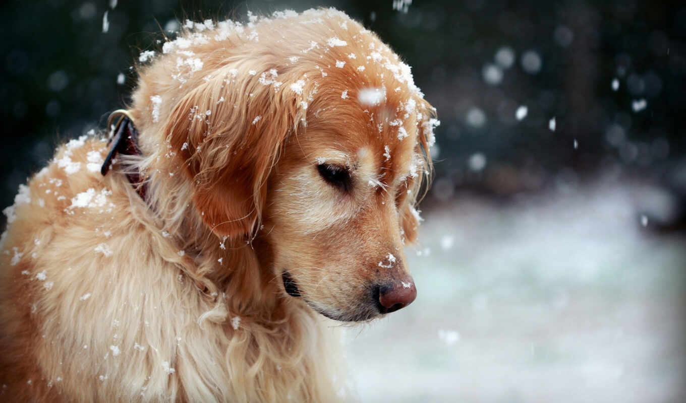 широкоформатные, картинка, изображение, снег, собака, собаки, зима, masum