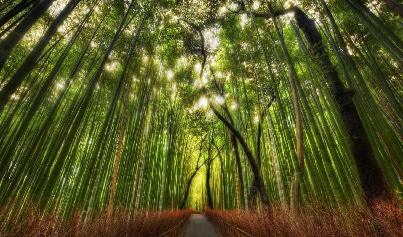 collection, abstraction, road, grove, bamboo, berez, bamboo, grove