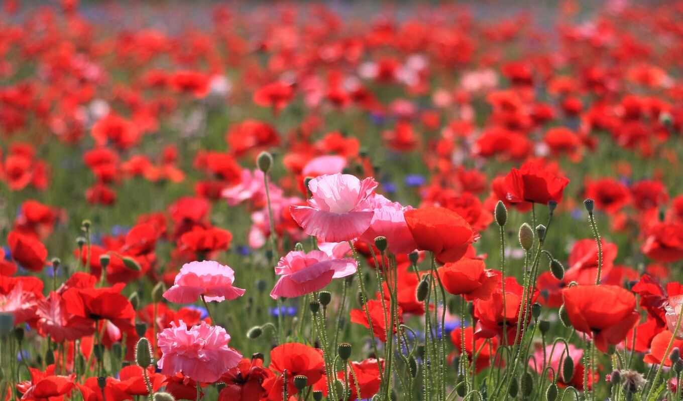 Red, pink, field, bright, cvety, scarlet, poppies