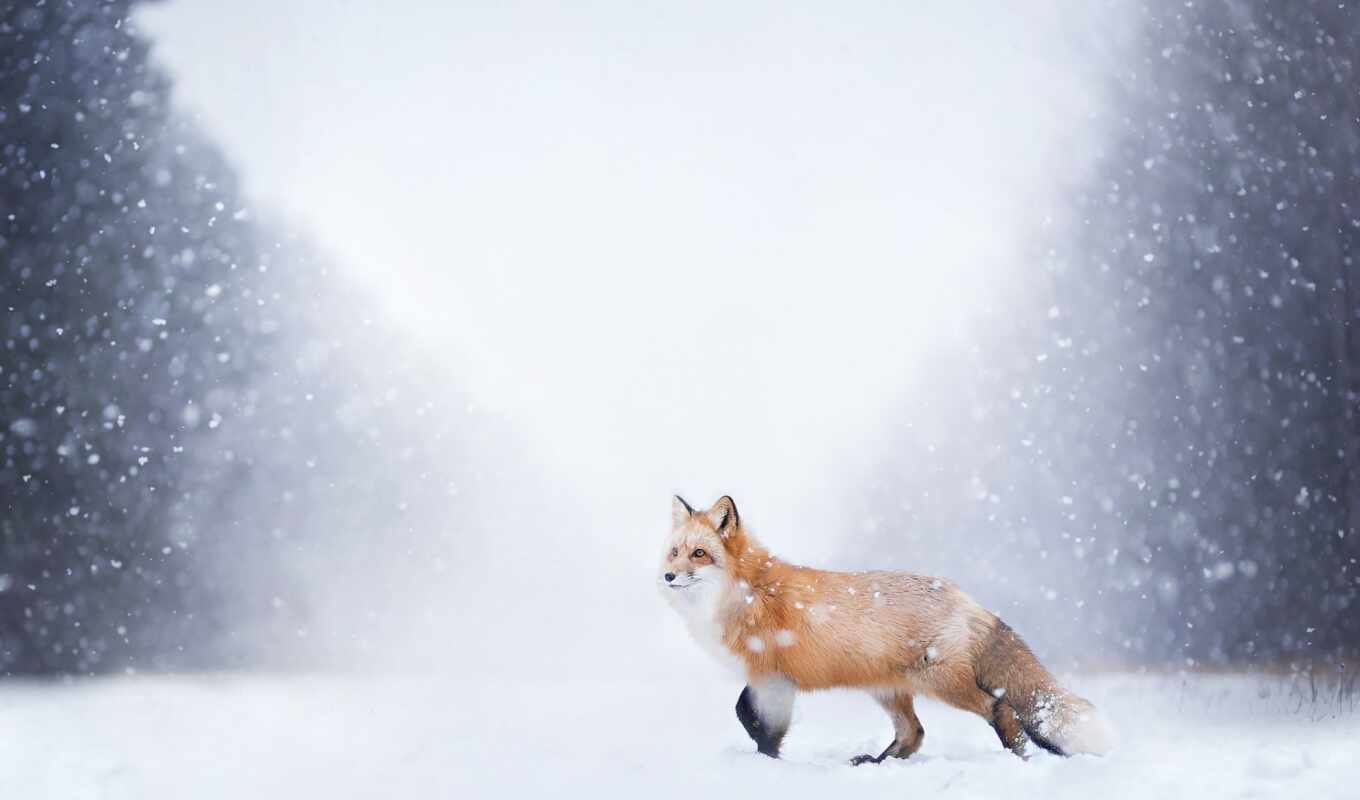 picture, red, snow, fox