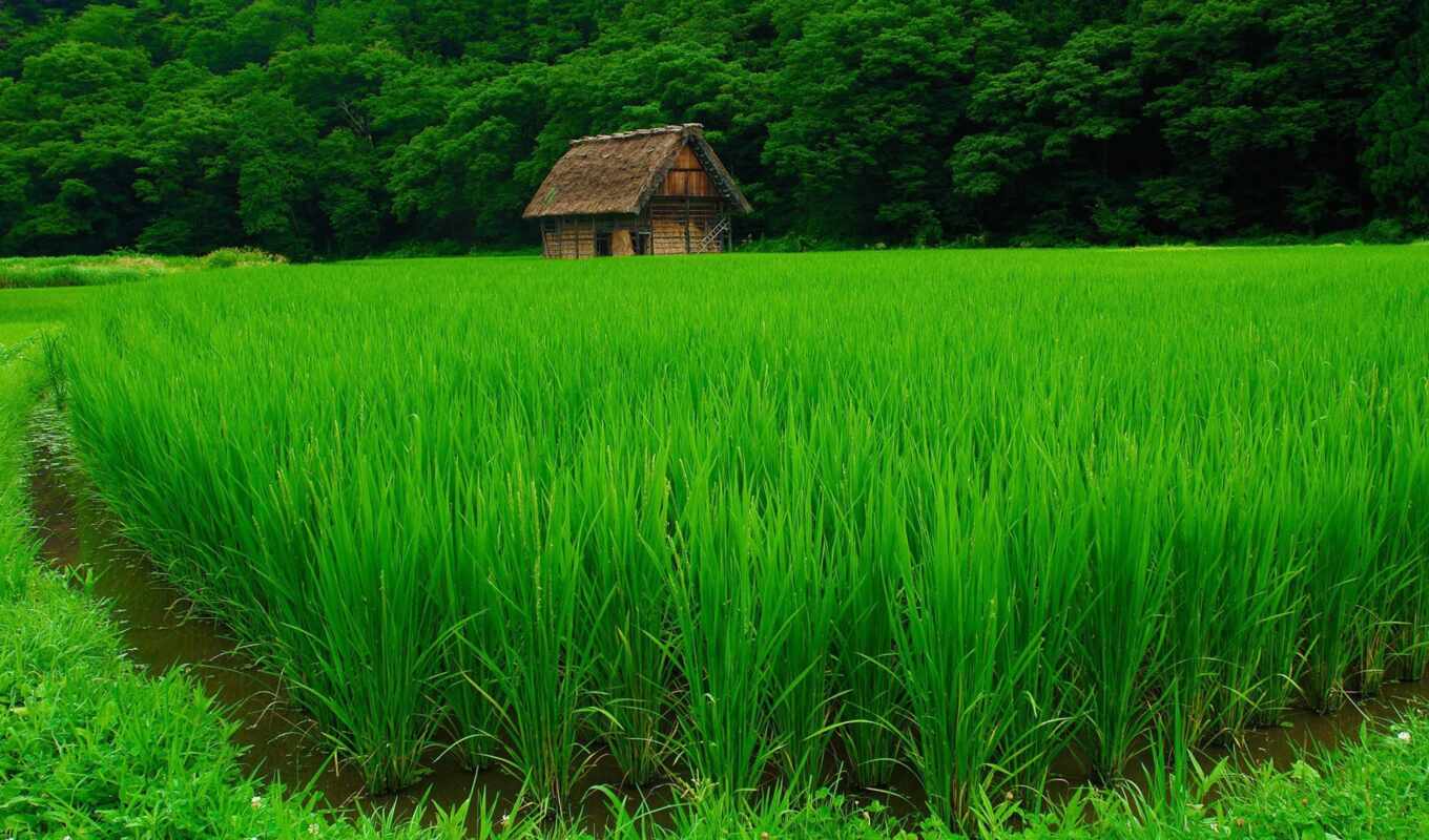 green, field, years, rice, green, calmness, drawing, rural, greenery