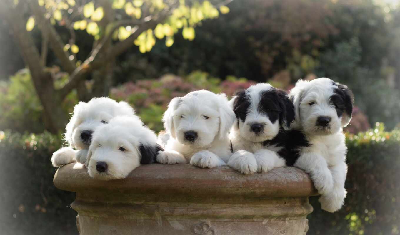 dog, puppy, breed, expert