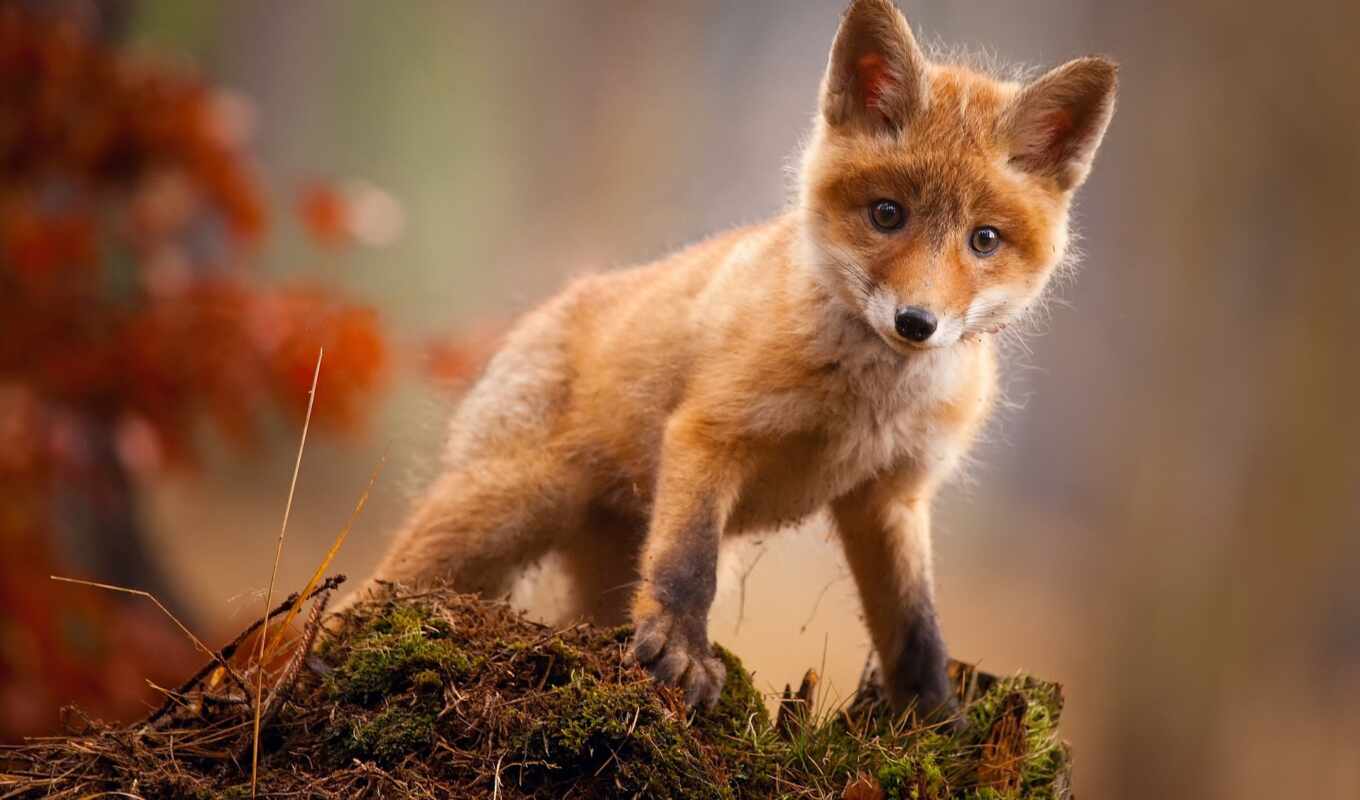 fox, lisenka, funart