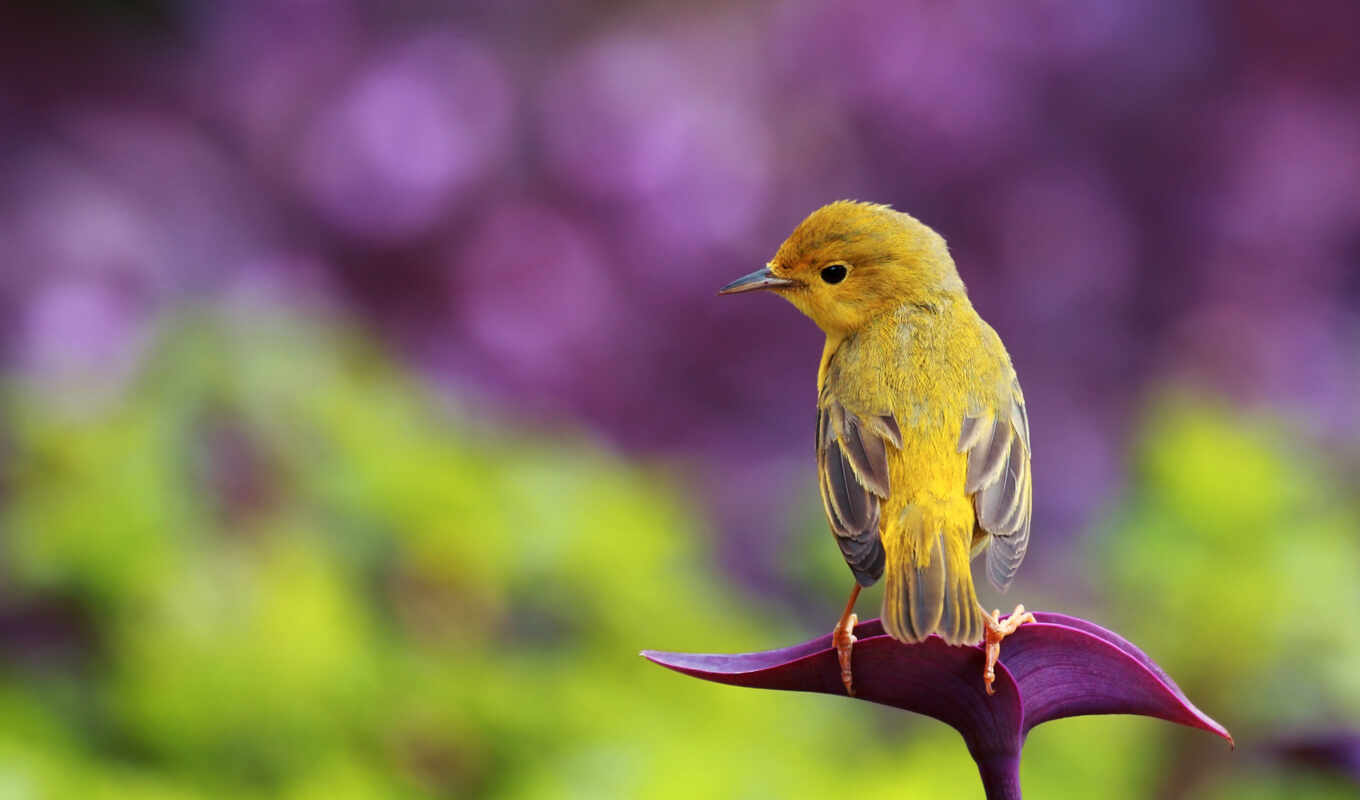 background, canary