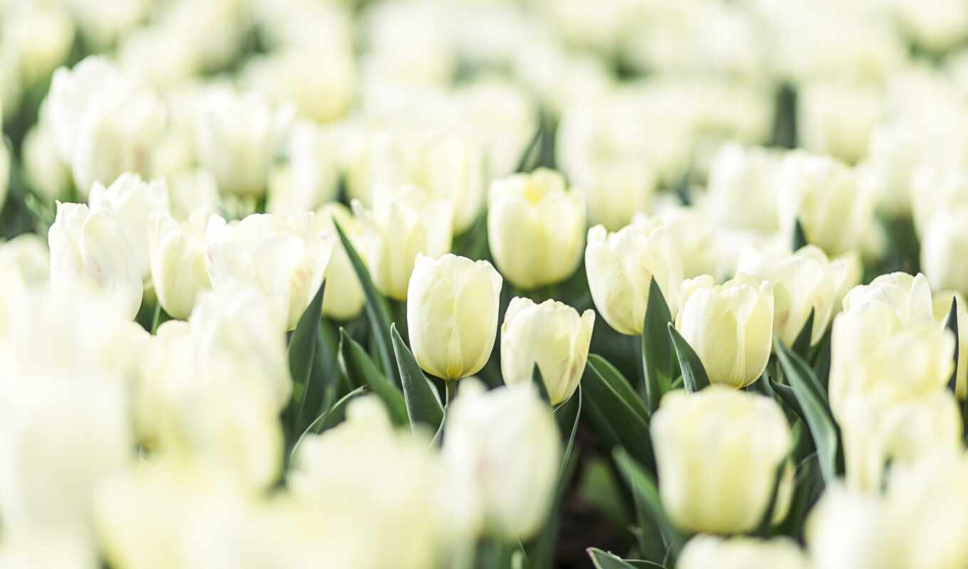 white, tulip