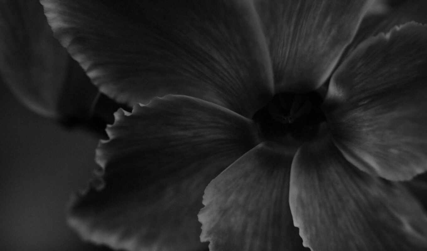 black, flowers, white, plant, monochrome