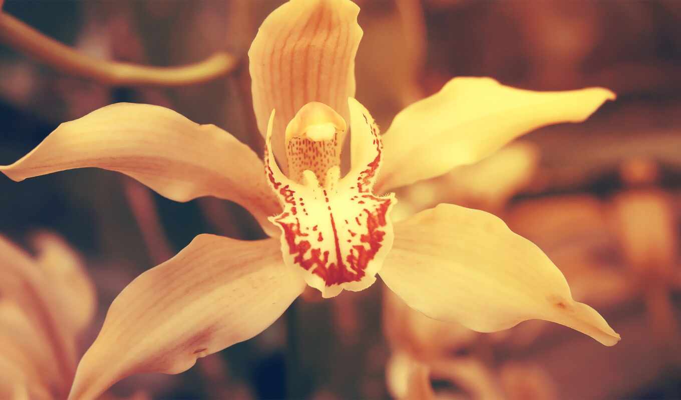 flowers, orchid, cymbidium