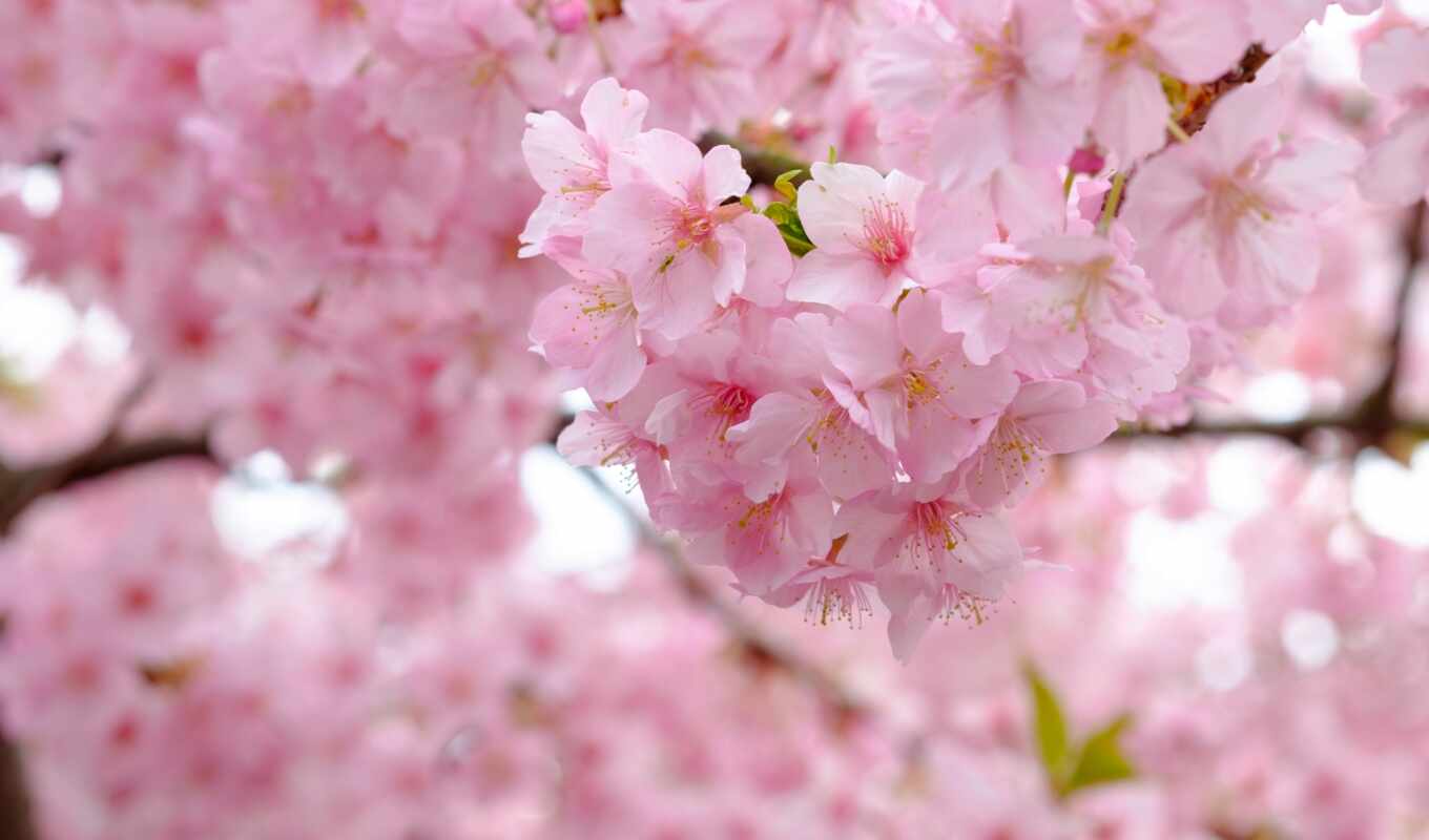 blumen, весна, cherry, сакур, цветы, цветение, дерево, розовый, designer