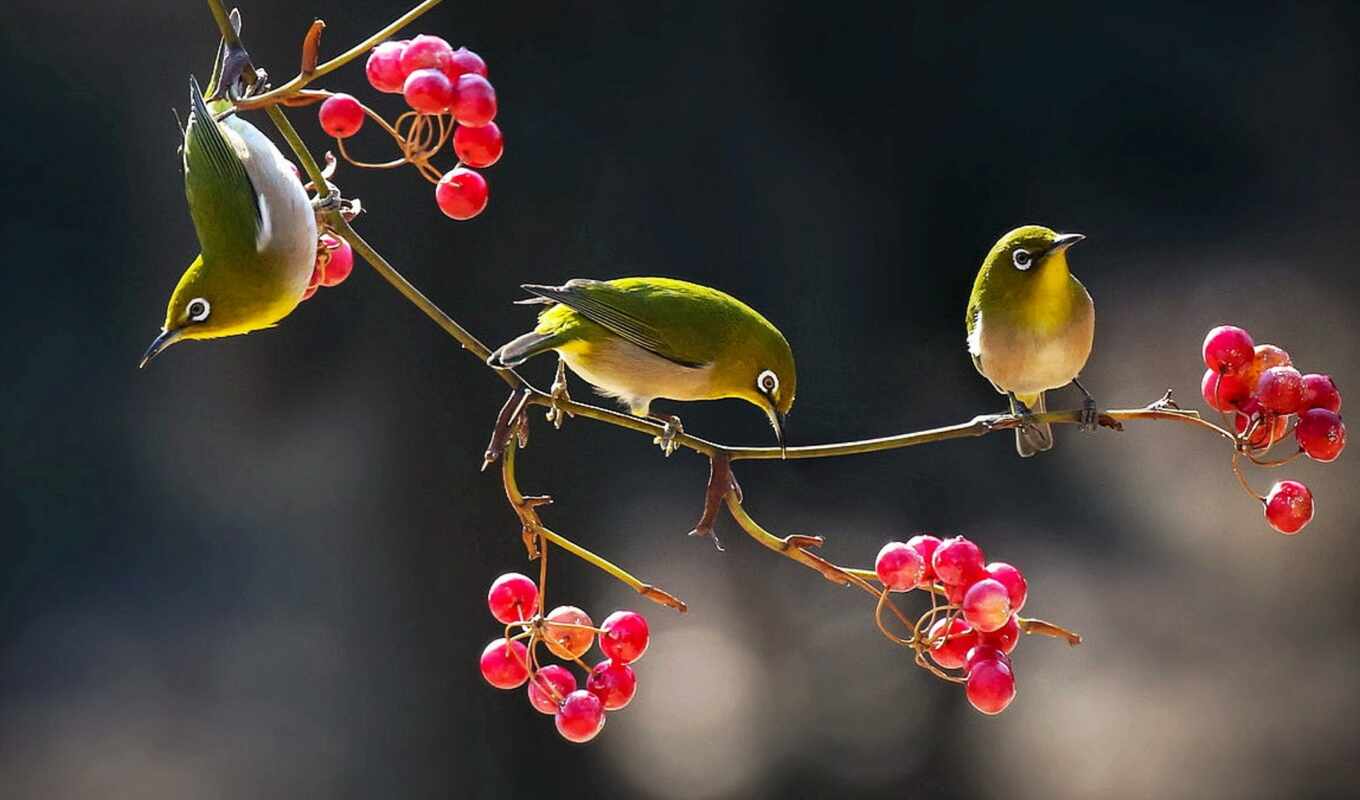 природа, фотограф, japanese, птица, branch, ягода, миро, белоглазка, qush, jaewoon