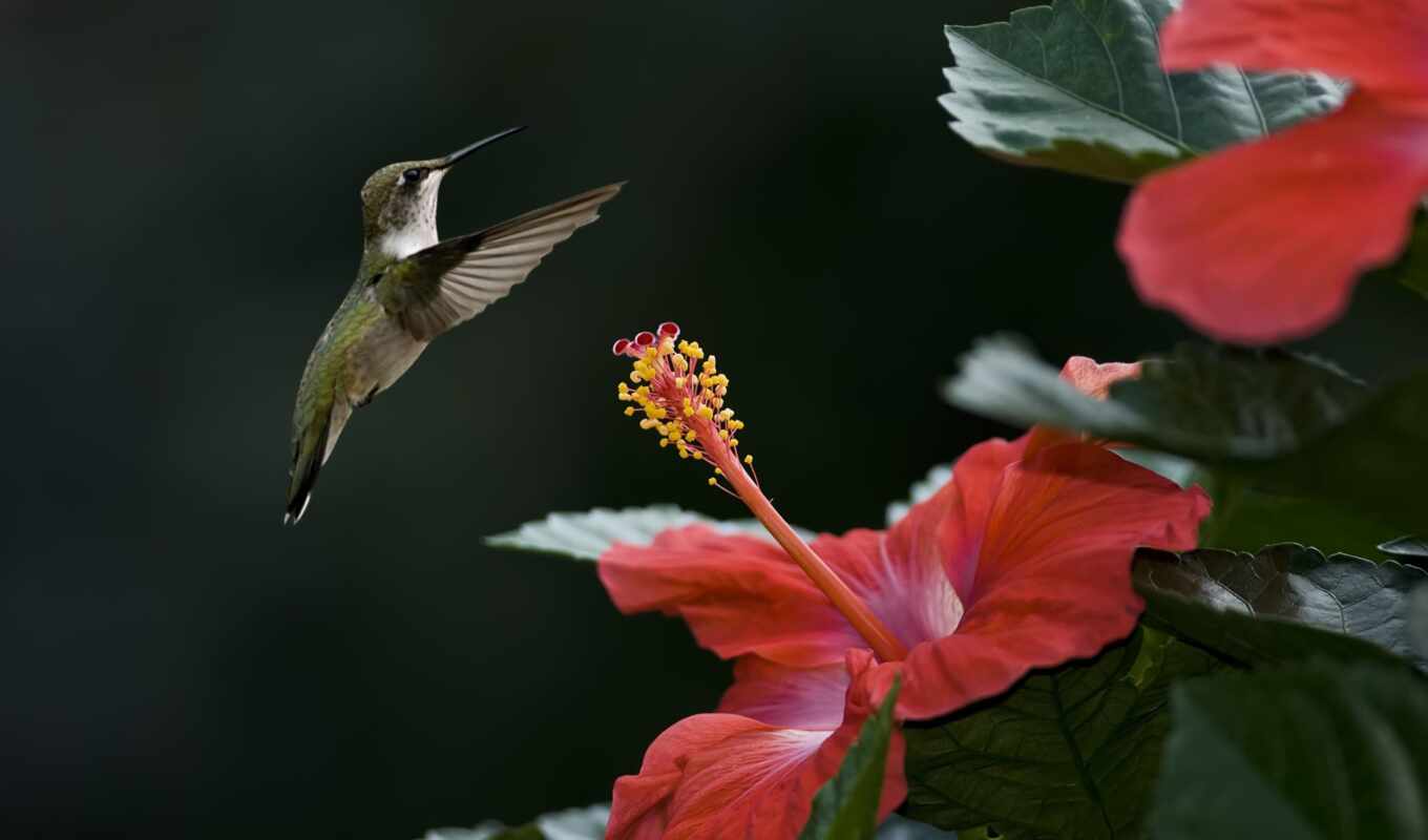 flowers, bird, hummingbirds, hibiscus