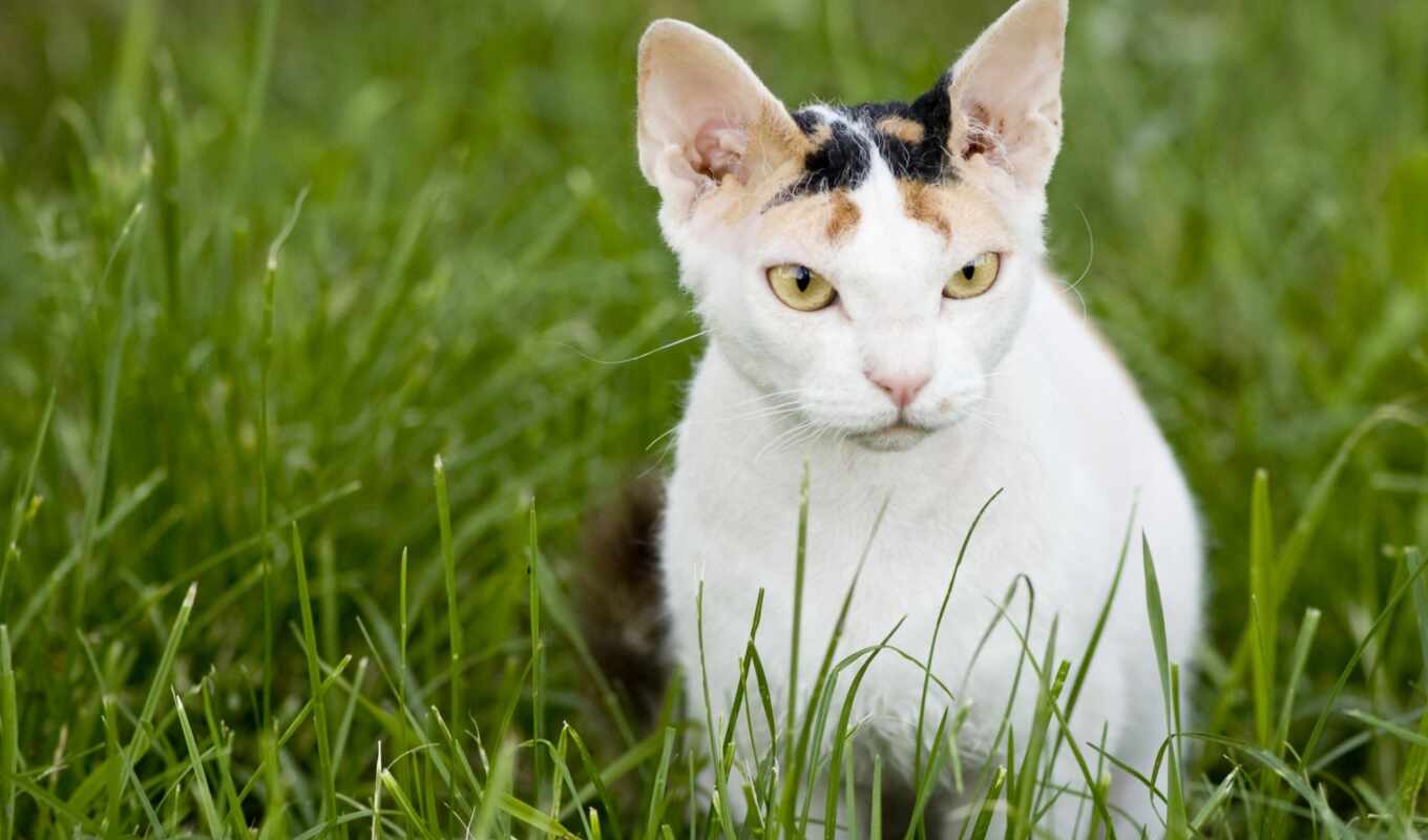 трава, кот