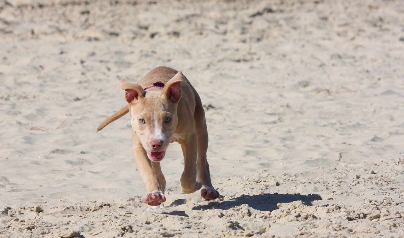 песок, собака, щенок, run, питбуль, питбулит