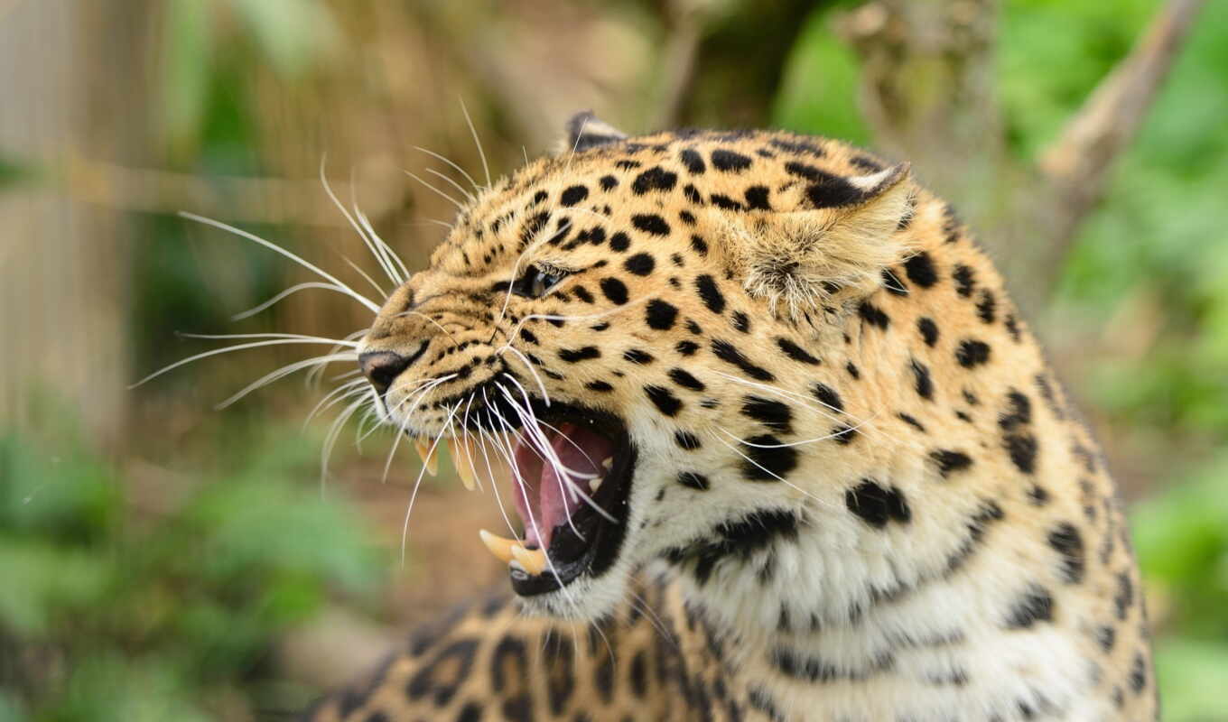 cat, leopard, predator, muzzle, mouth, fangs, shank, wild, rage, threat, despite