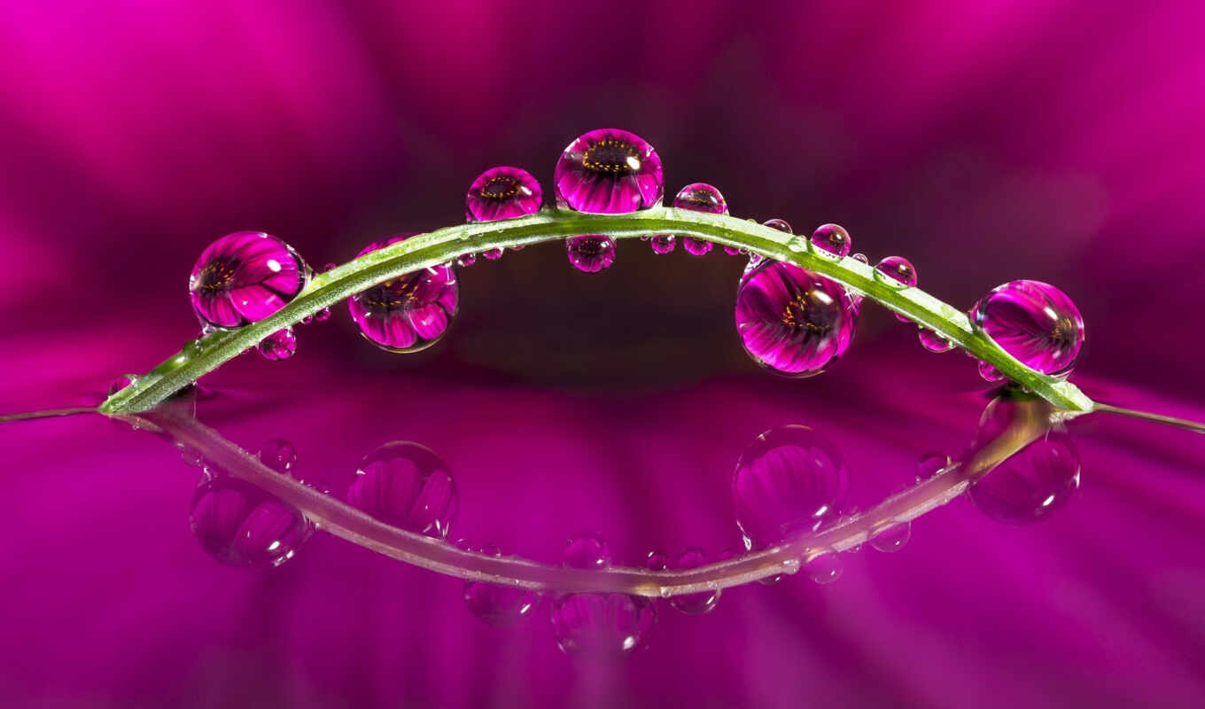 цветы, drop, макро, water, photography, flowers, drops