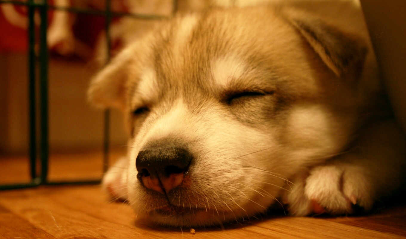 dog, subject matter, puppy, nose, animal, sleep