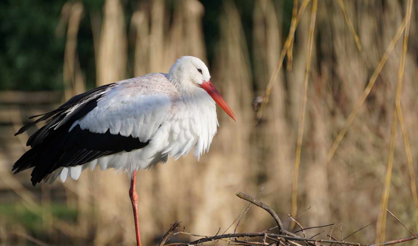white, stork