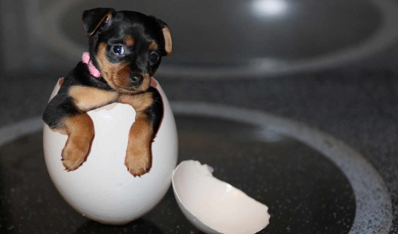 puppy, animal, egg, baby, perro, bull terrier, yorkshire, yorkie, fonwallfoto