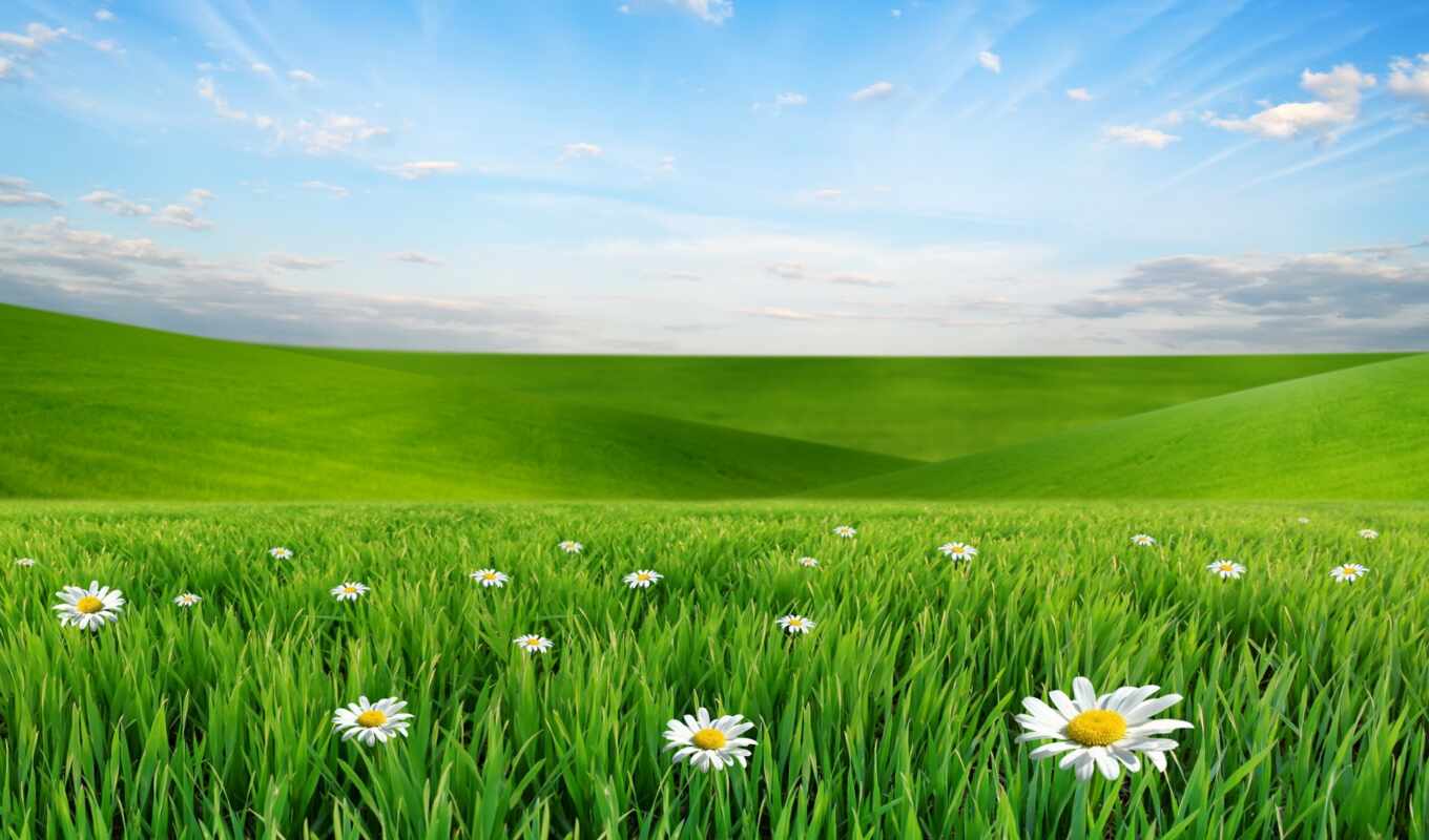 небо, трава, красивый, ромашка, арт