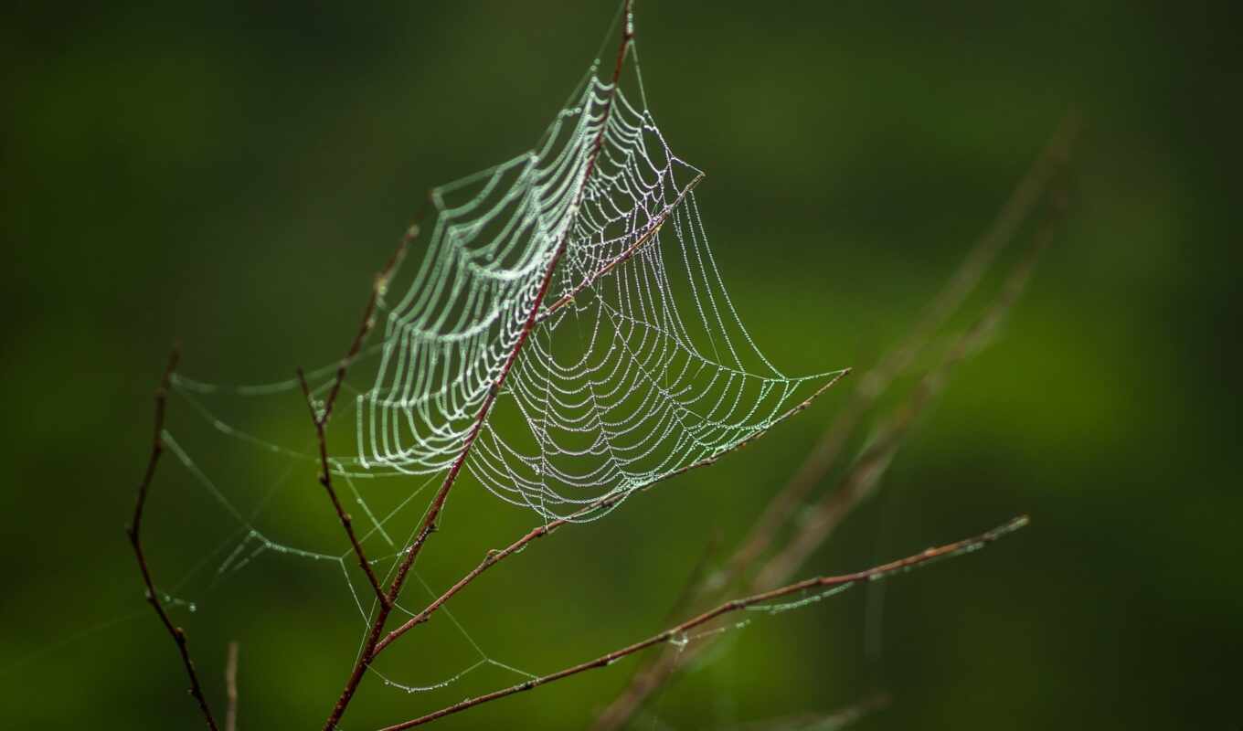 растение, паук, spiderweb, web