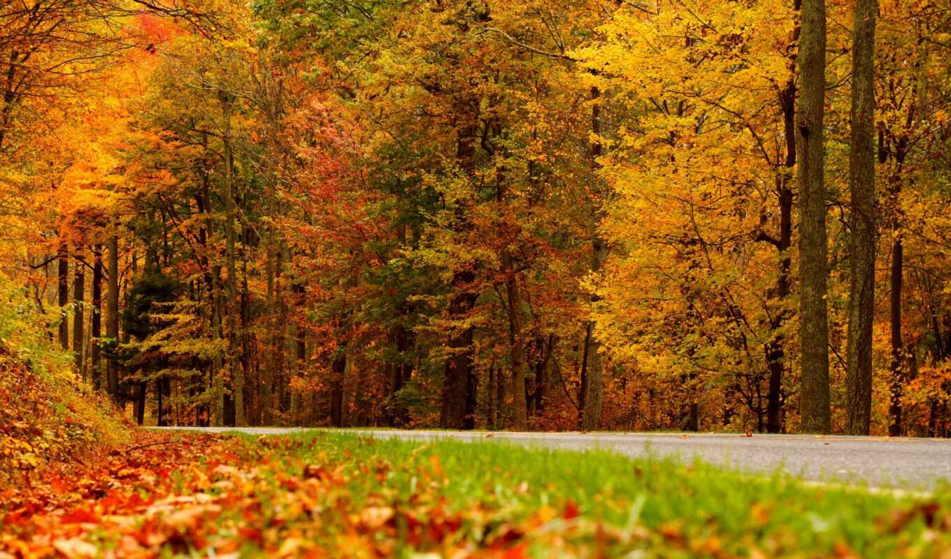 природа, дорога, осень, пасть