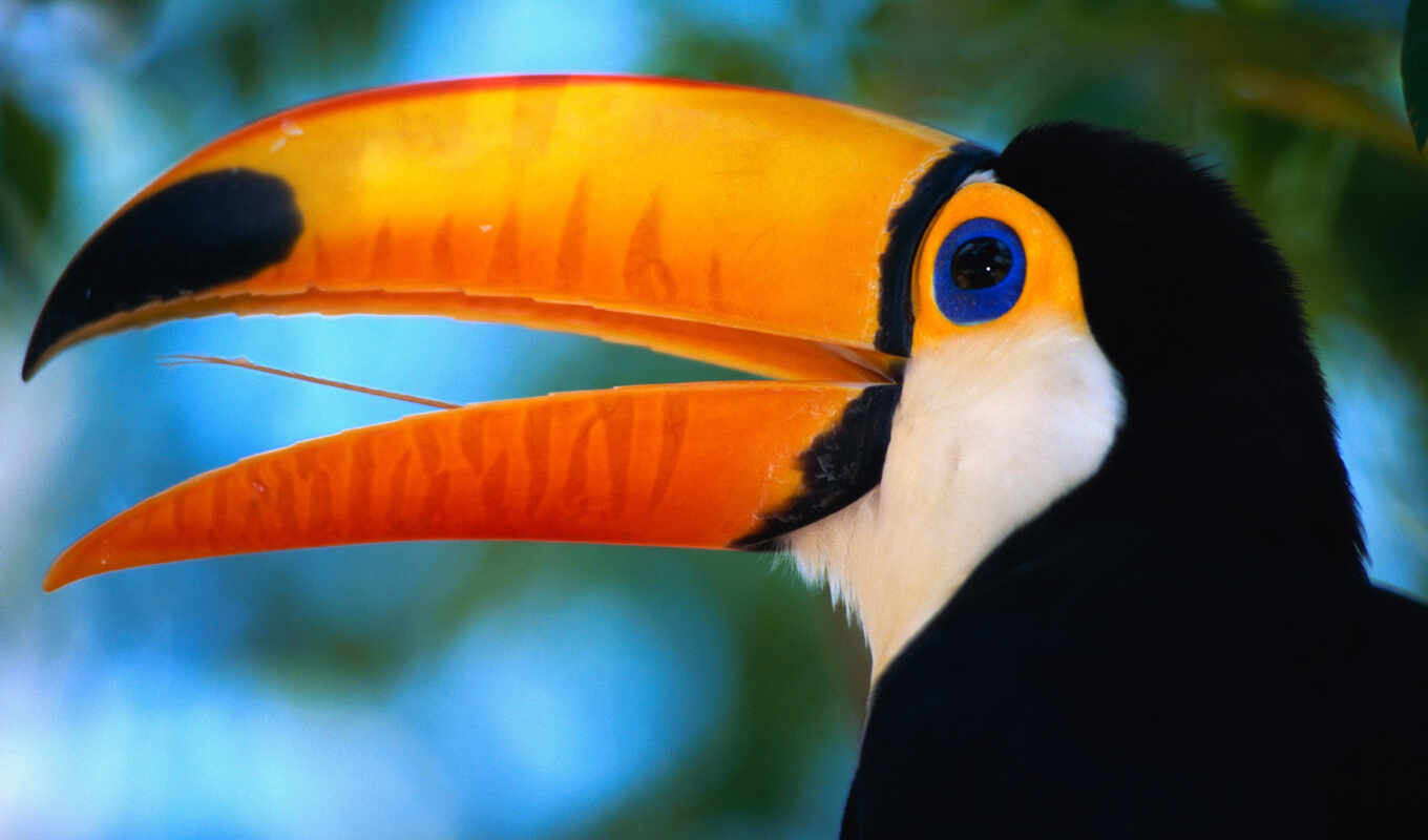 bird, toucan, to