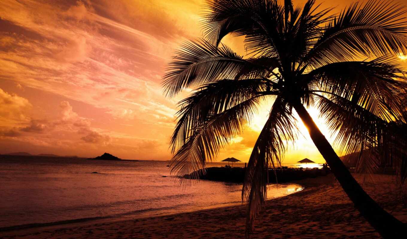 sunset, sea, shore, coast, screensavers, golden, palm, tropics, good