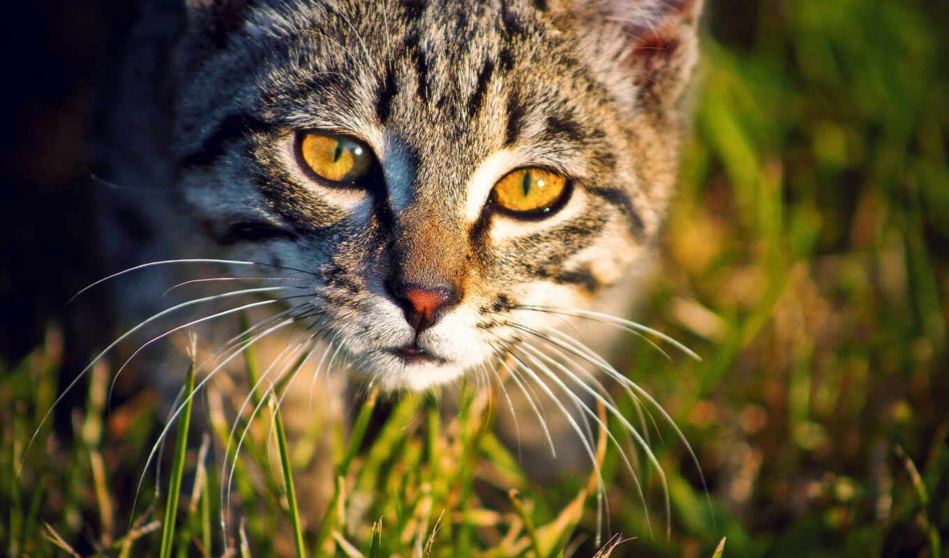 grass, group, cat, the original, which, information, decoration, server, id, common, niknut