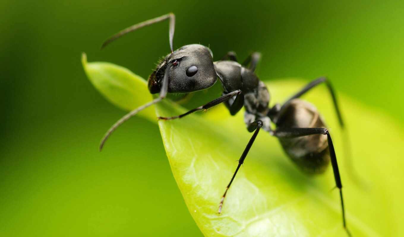 photo, sheet, green, big, insect, ant, macro photography, pest, makryi