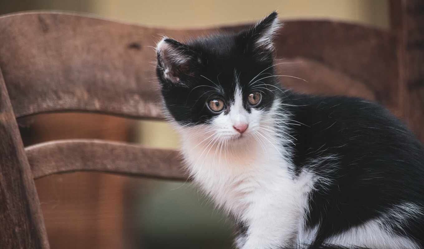 black, white, фон, кот, котенок, animal, negro, blanco, ebay, размытость, kleinanzeigen