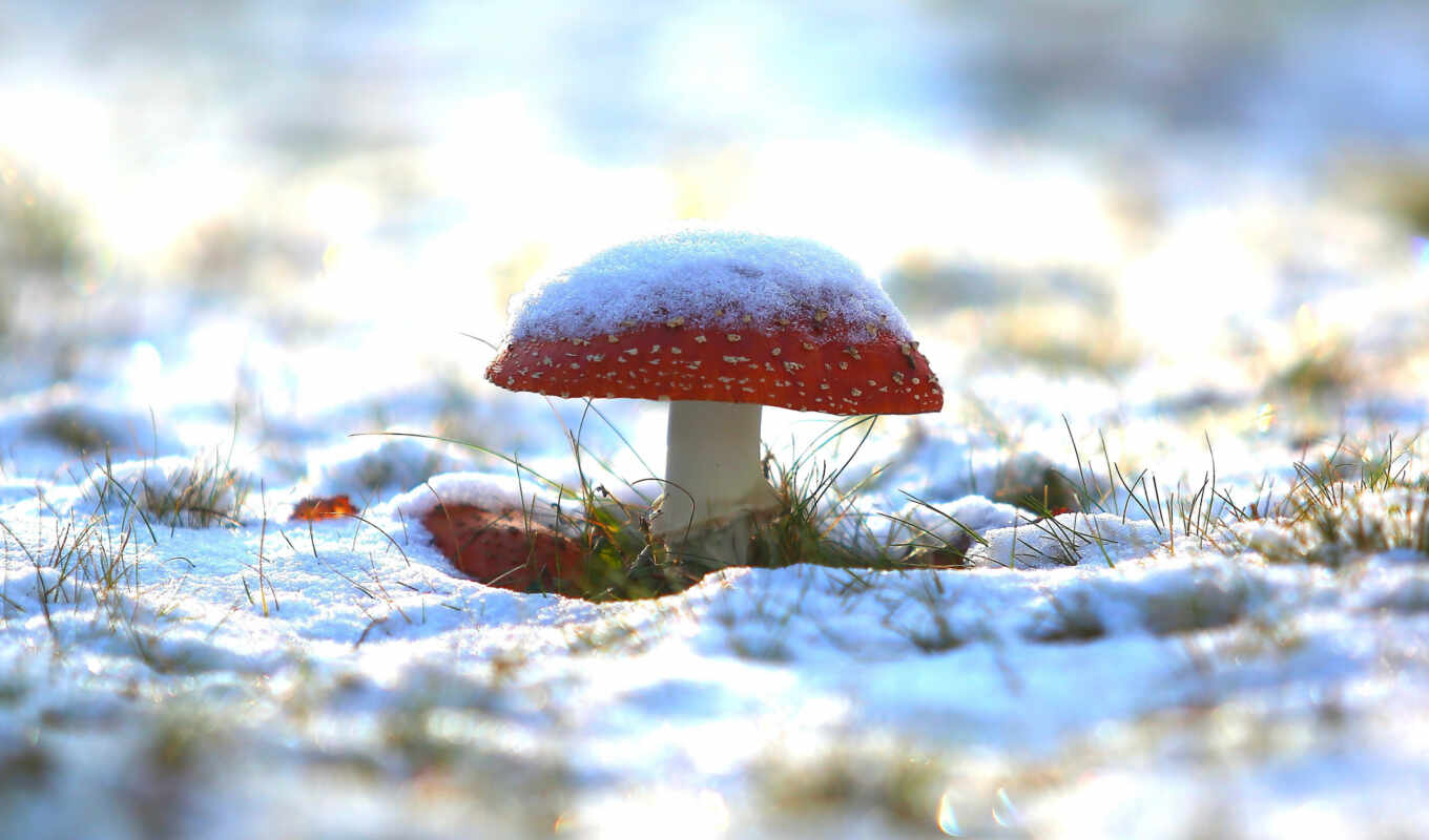 winter, тема, mushroom