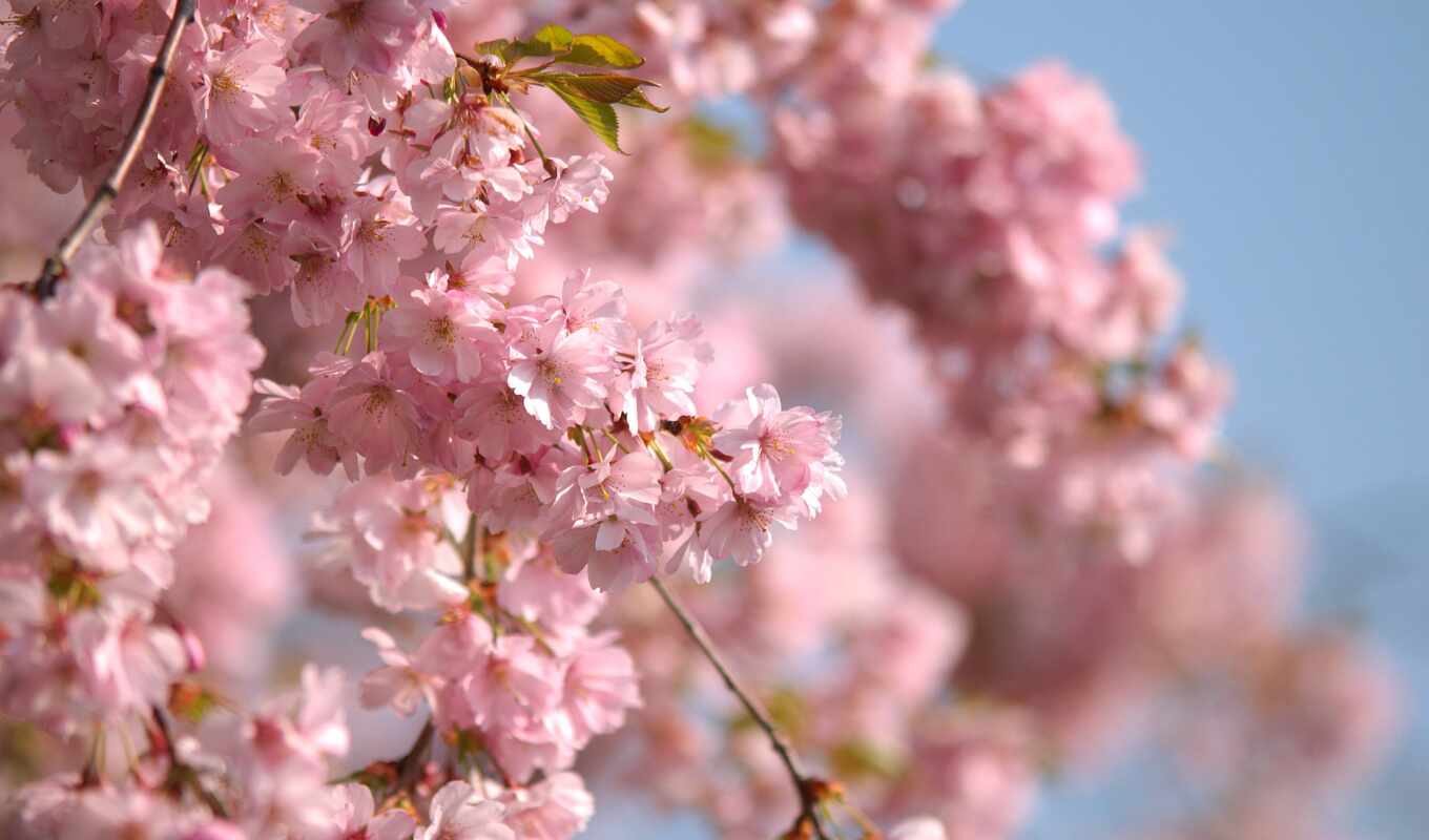 spring, sakura
