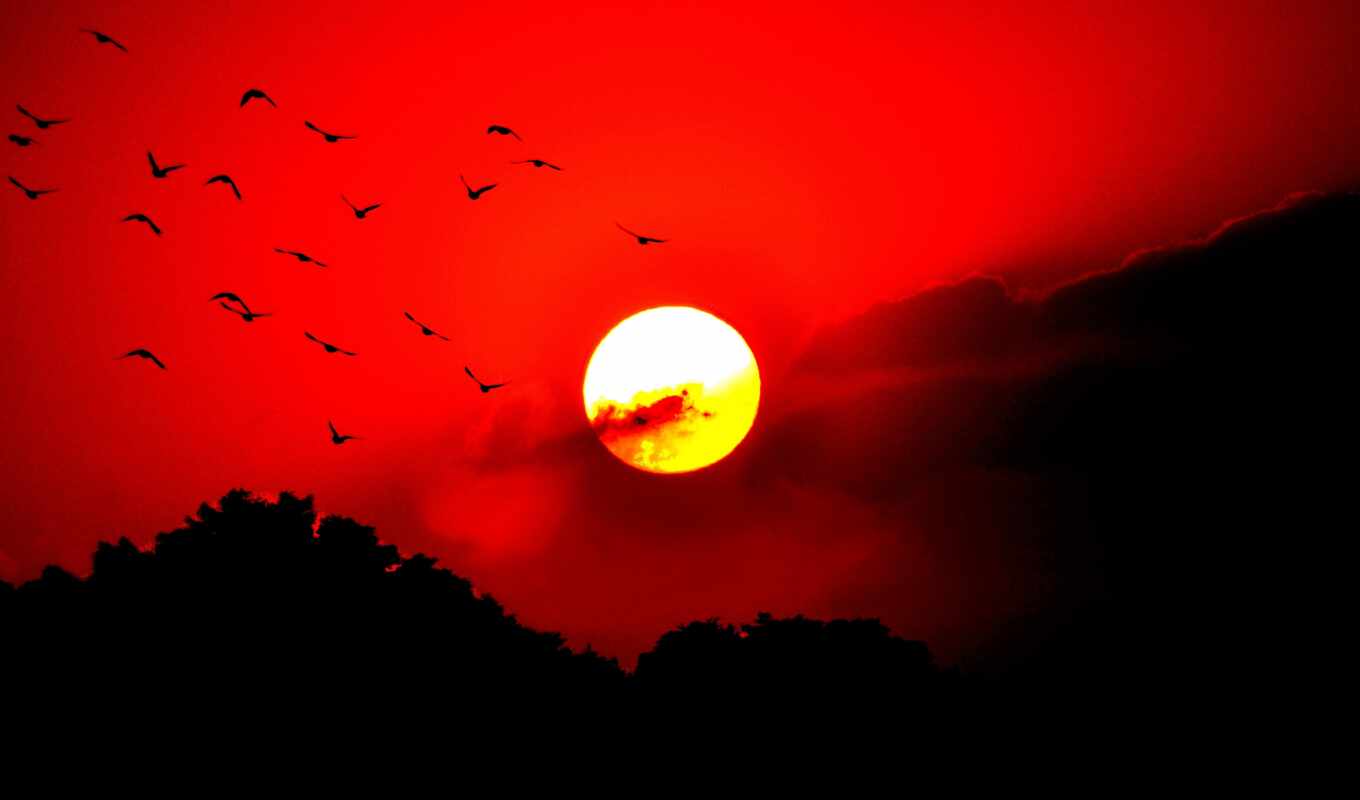 sky, sun, red, glow, sunset, cloud, bird, a shadow