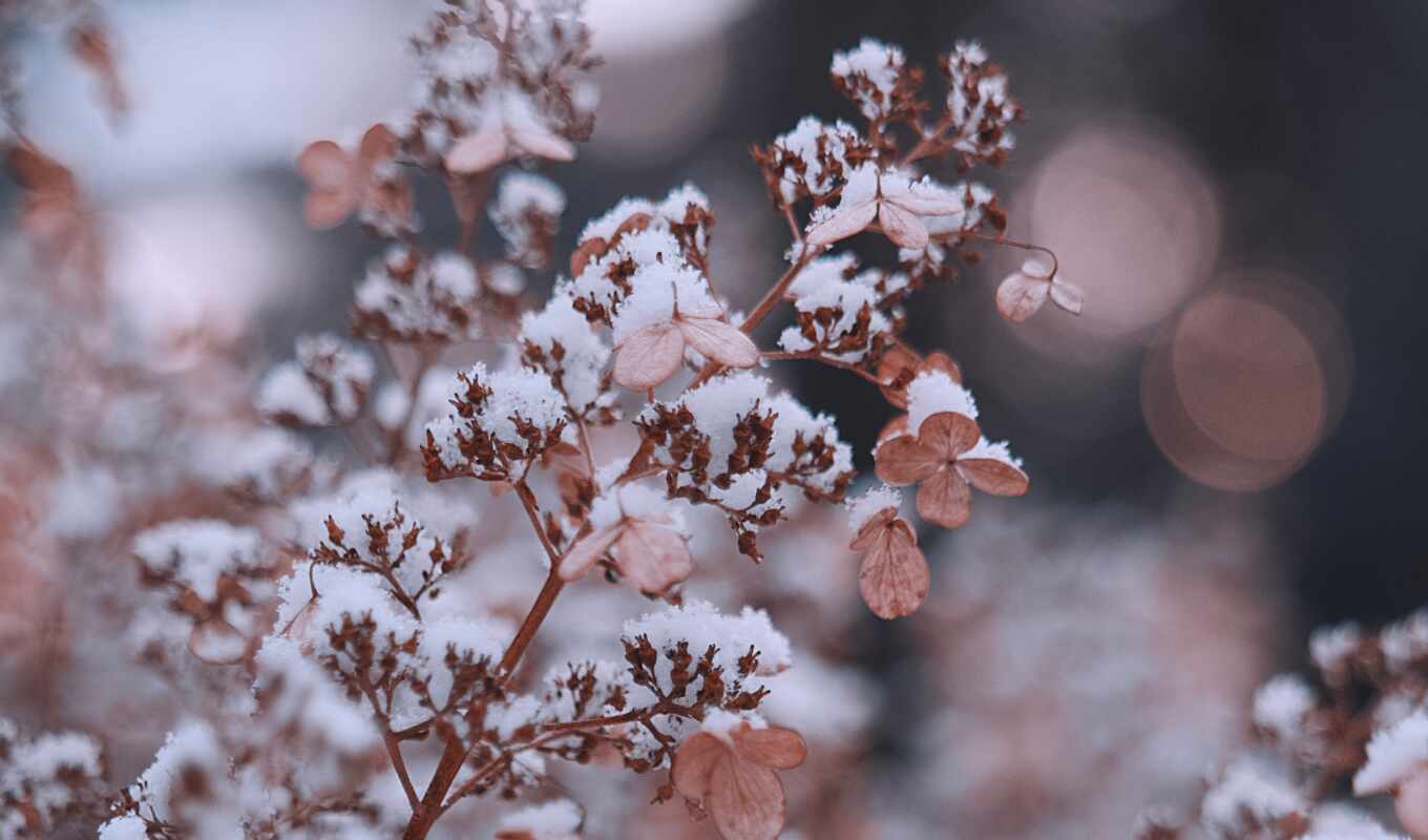 flowers, snow, winter, forest, branch, plant, id, besplatnooboi