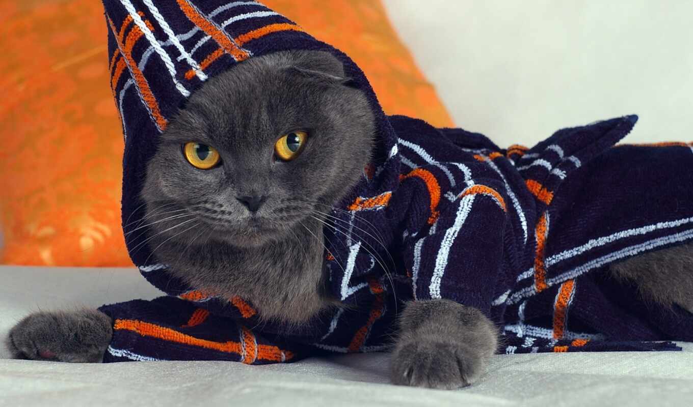 кот, animal, fashion, капюшон, халат, халатик, ложь, модный, hoodie