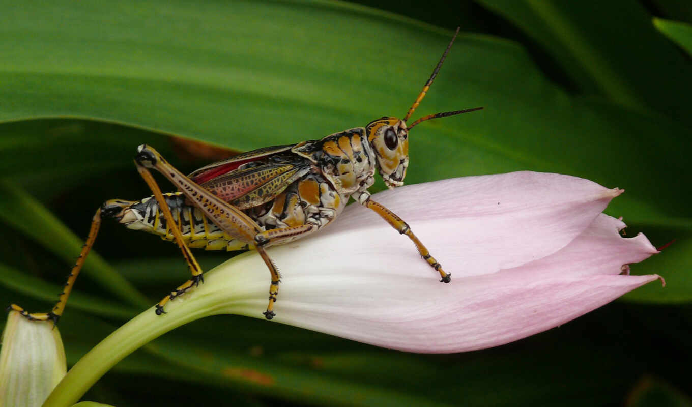 meal, full, background, picture, locust