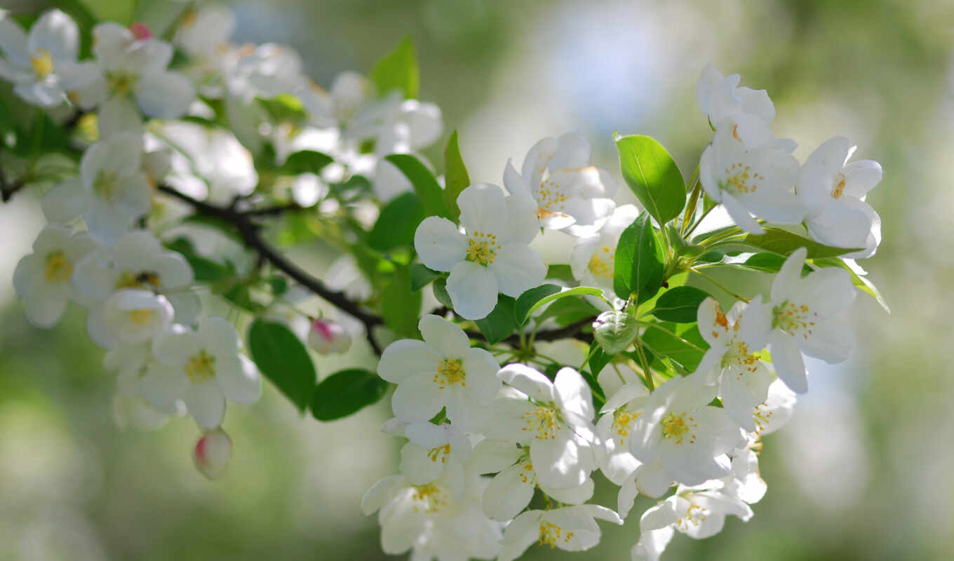 nature, google, cherry, spring, pinterest, blossom, positive, beautifully