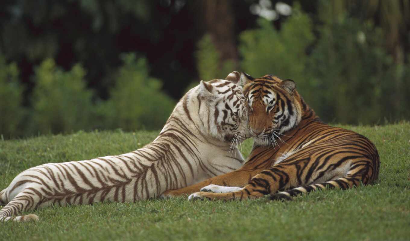 white, beautiful, already, tiger, tigers, tiger, two, different, tigers