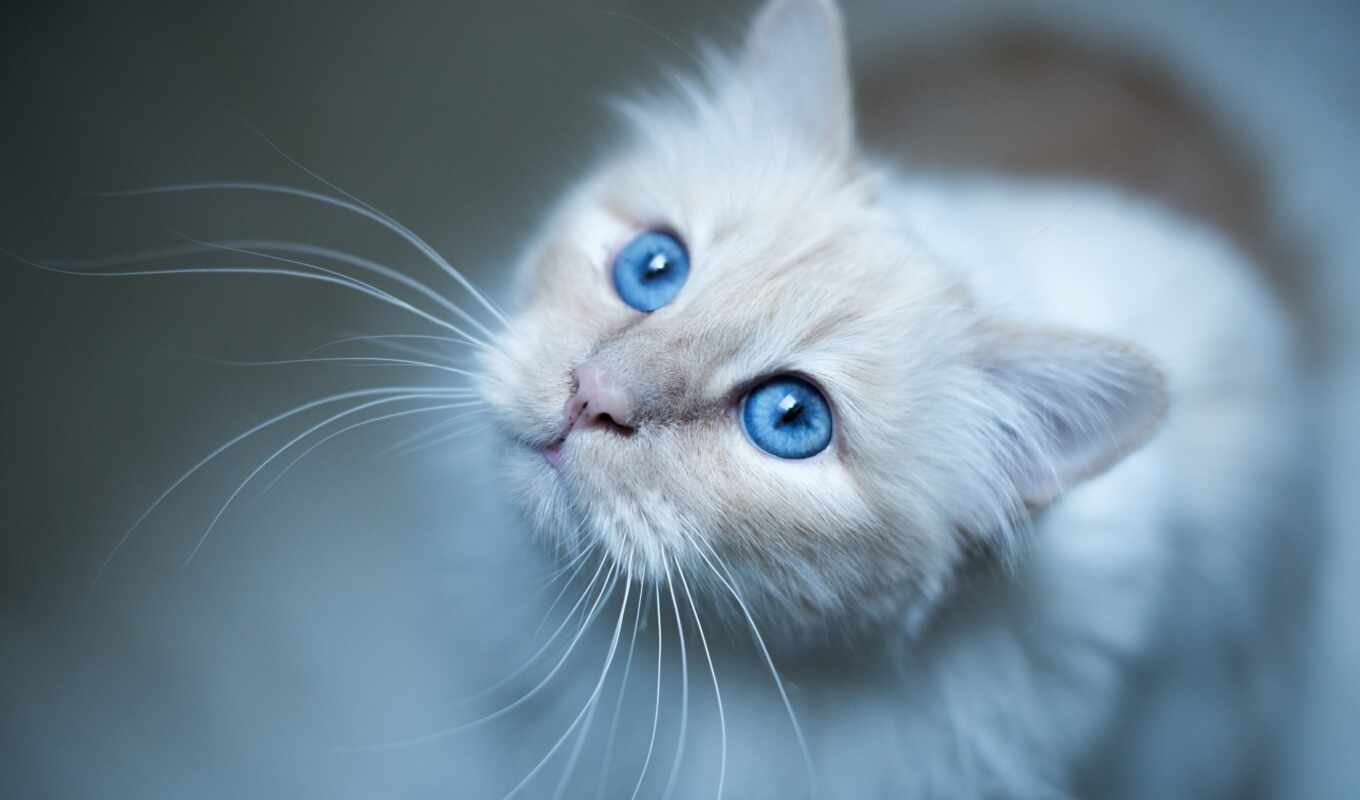 blue, взгляд, white, глаз, кот
