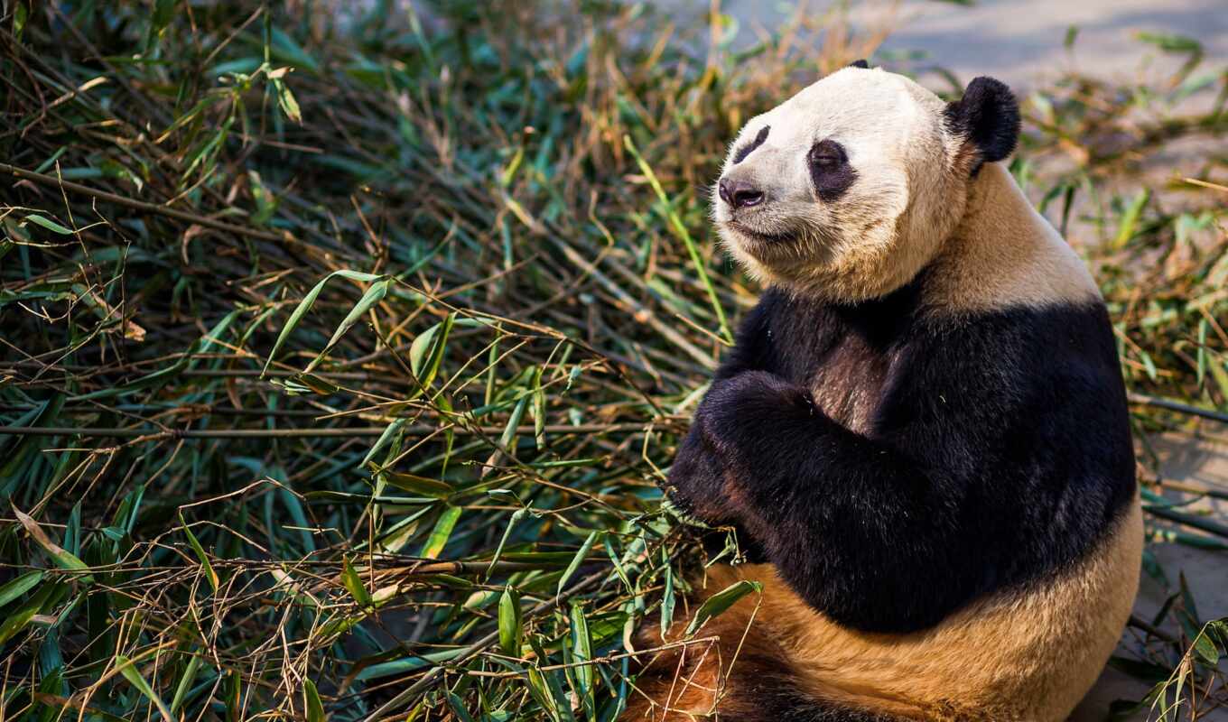 панда, медитация, бамбук, shut, глаз, sit, медведь, mode, лапа, branch