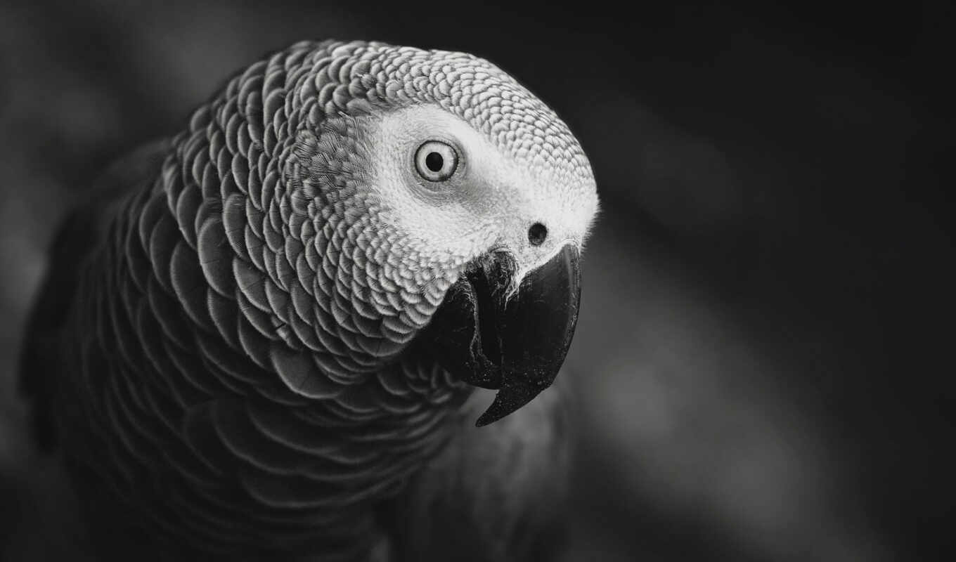 black, white, gray, a parrot, grey, african, coming, bill, pionus