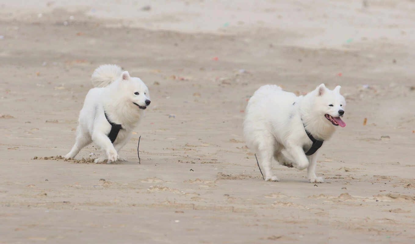 dog, puppy, run, samoyed