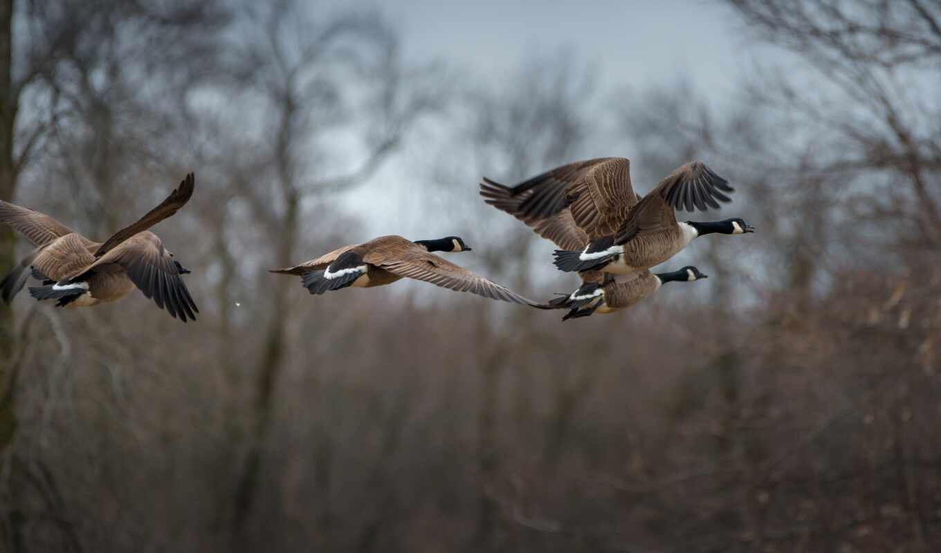 nature, bird, wild, rare, goose, wallpapermaniac